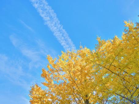 イチョウと青空 銀杏,秋,青空の写真素材