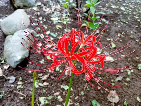 ヒガンバナ ヒガンバナ ヒガンバナ,曼珠沙華,柏市観音寺の写真素材
