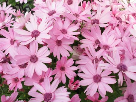 冬に咲くピンク色のサイネリア 冬に咲くピンク色のサイネリア サイネリア,シネラリア,ピンク色の写真素材