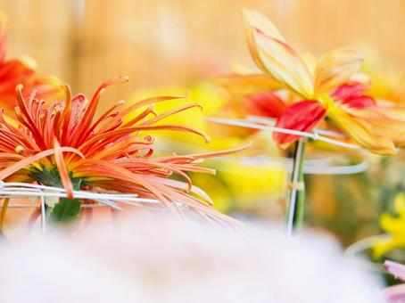 菊 菊 菊,菊の花,キクの写真素材