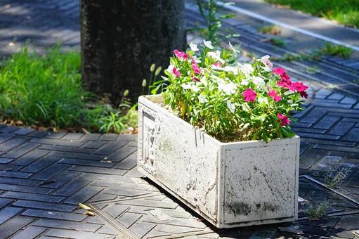 コンクリートプランターの花 コンクリートプランターの花 プランター,コンクリートプランター,花の写真素材