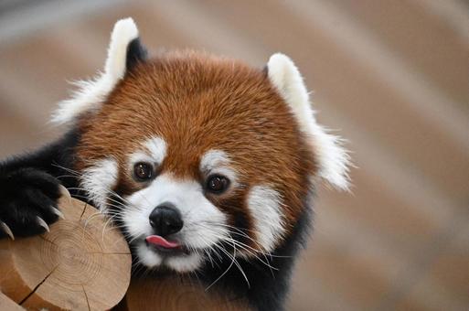 レッサーパンダの写真