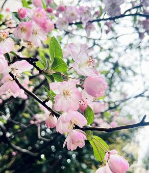 ピンクのハナカイドウ 花,小花,ピンクの写真素材