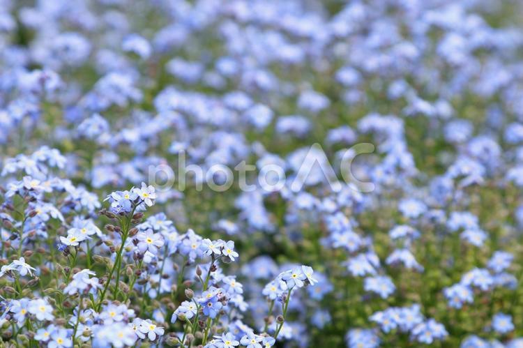 わすれなぐさ　勿忘草 勿忘草,小花,花壇の写真素材