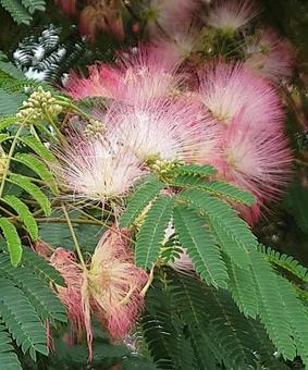 Photo, nemu, árbol de seda, planta, 