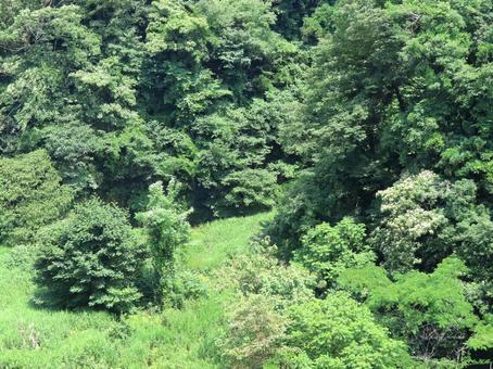 Photo, woods, forest, jungle, 