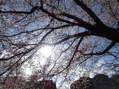 白い花の桜-45 白い花の桜-45 桜,花びら,白色の写真素材
