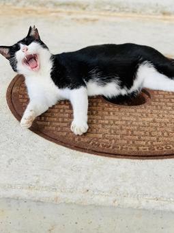 のらねこ のらねこ 猫,あくび,白黒の写真素材