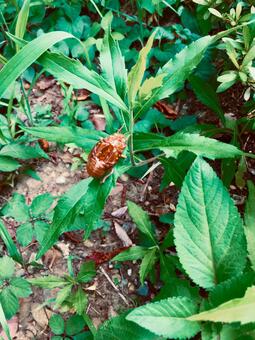 セミの抜け殻の写真