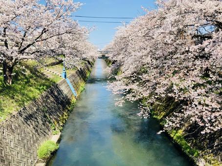 桜並木 桜,花,植物の写真素材