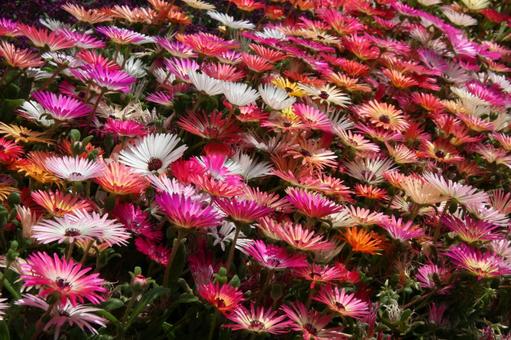 リビングストンデージー　咲く風景 草花,多肉植物,花色豊富の写真素材