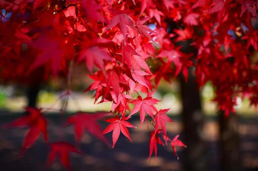 紅葉 秋,もみじ,モミジの写真素材