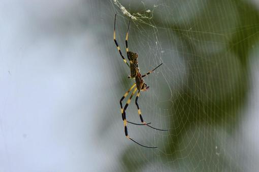 クモ クモの写真