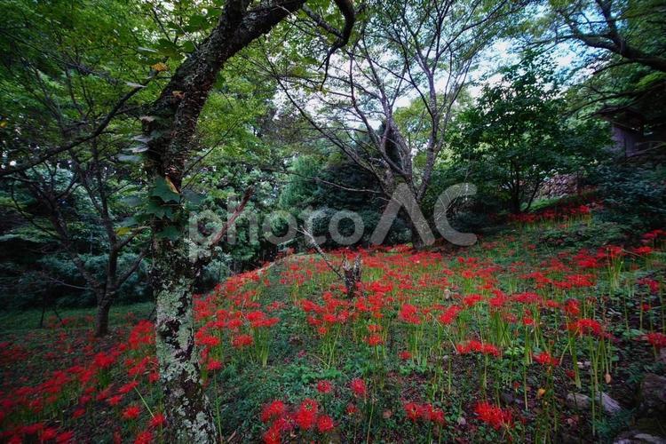 森の中の彼岸花 彼岸花,秋,赤の写真素材