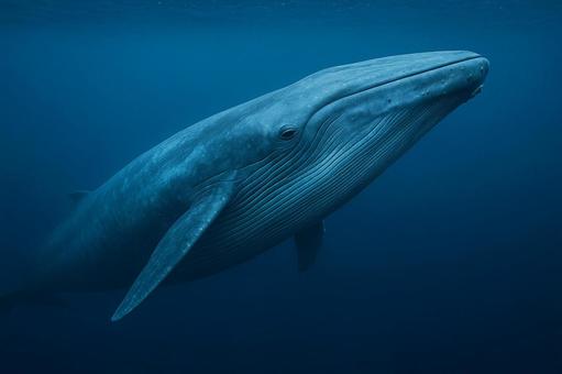 青い海を泳ぐ巨大なシロナガスクジラ﻿ シロナガスクジラ,クジラ,鯨の写真素材
