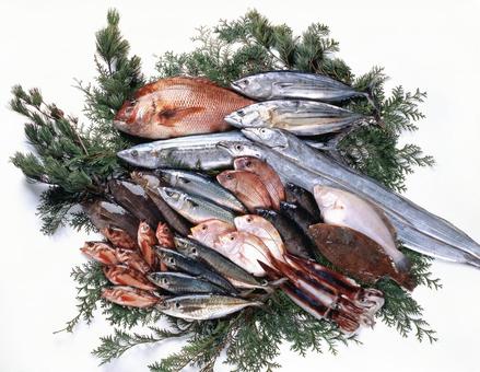 鮮魚集合 鮮魚集合の写真