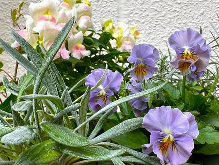 やさしいカラーの寄せ植え 花,ガーデニング,寄せ植えの写真素材