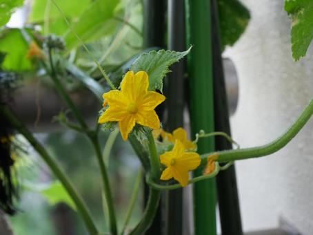 きゅうりの花 きゅうりの花 花,黄色,綺麗の写真素材