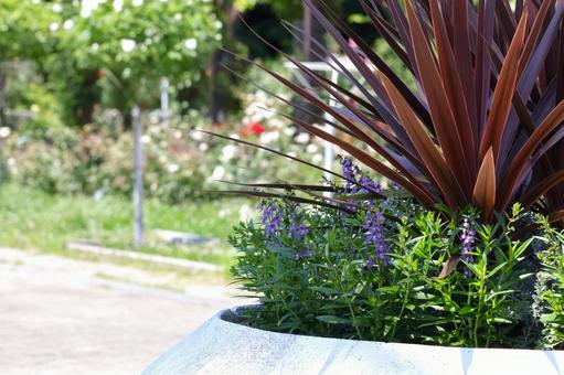 Scenery of angelonia flowers blooming from the rainy season to autumn, JPG Scenery of angelonia flowers blooming from the rainy season to autumn, JPG