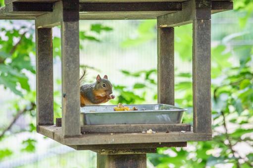 ニホンリス 井の頭動物園 ニホンリス 井の頭動物園 ニホンリス,リス,動物の写真素材