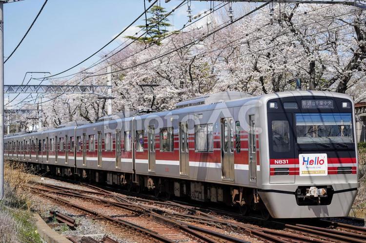 京成電鉄N800形「くぬぎ山春」 鉄道,鉄道のある風景,京成の写真素材