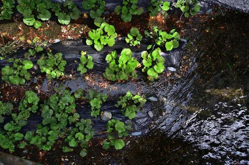 湧水で育む自然の豊かな農場のわさび栽培 湧水で育む自然の豊かな農場のわさび栽培の写真