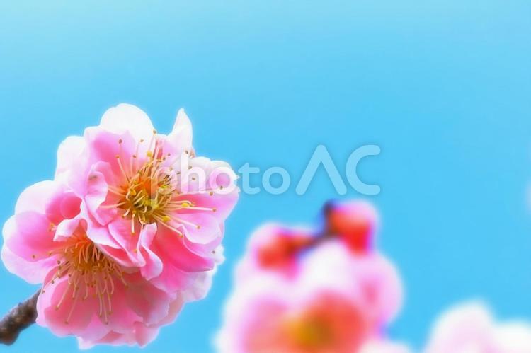 快晴の青空と美しいピンクの梅の花 植物,花,梅の写真素材