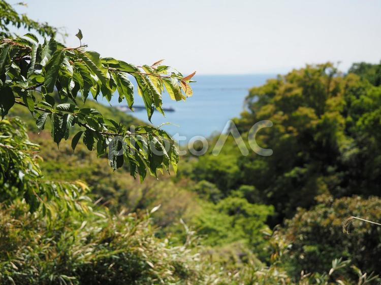 新緑、青空と海 海岸線,海岸,神奈川県の写真素材