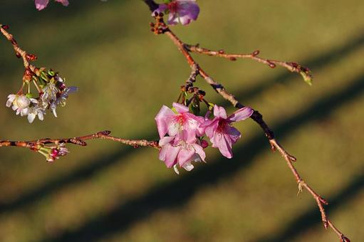 池田城跡公園のジュウガツザクラの写真