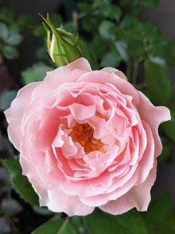 ベランダのバラ・ローブデコルテ ベランダのバラ・ローブデコルテ 薔薇,バラ,ローブデコルテの写真素材