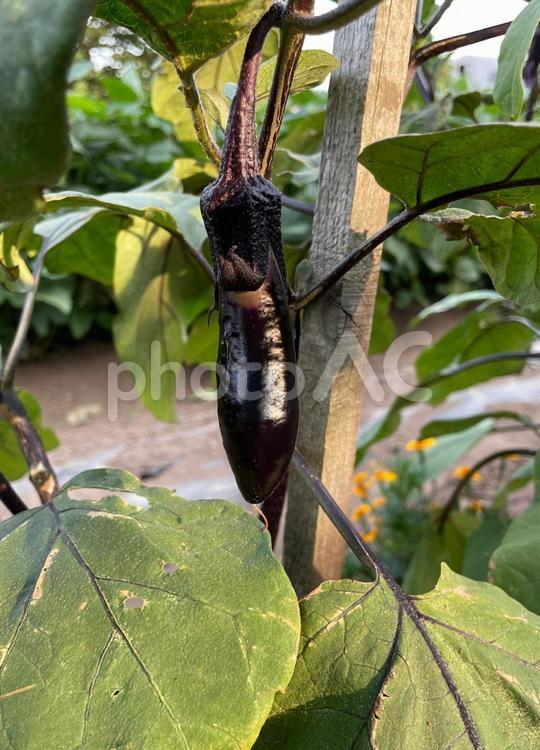 127_夏野菜(ナス2) ナス,なす,野菜の写真素材