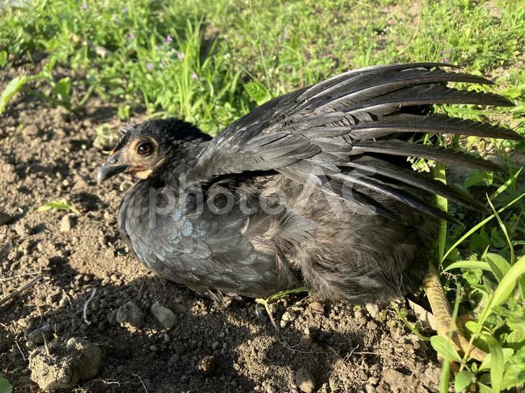 日光浴するちゃぼ 動物,鳥,鶏の写真素材