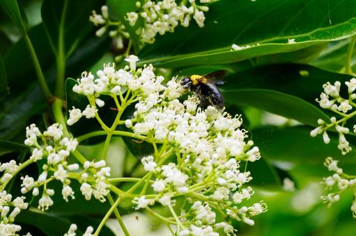 Photo, early summer, bee, bear, 