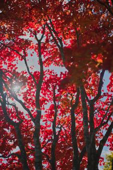 エモエモ紅葉の写真