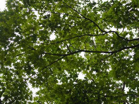 木漏れ日 木漏れ日 木漏れ日,森,新緑の写真素材