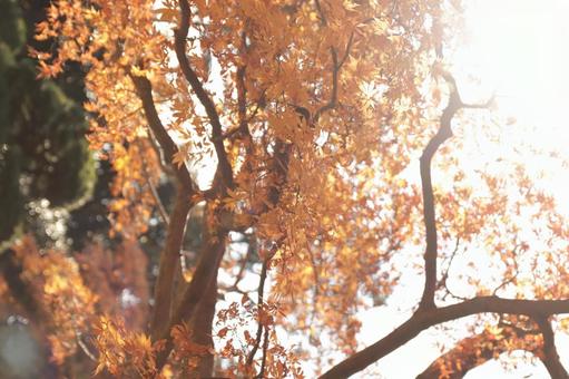 Photo, maple, autumn leaves, autumn, 