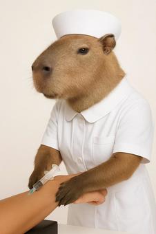 採血をするカピバラ 採血をするカピバラの写真