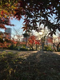 秋の夕暮れ 秋,晴れ,紅葉の写真素材