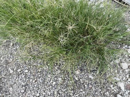 駐車場の雑草 駐車場の雑草 雑草,草,自然の写真素材