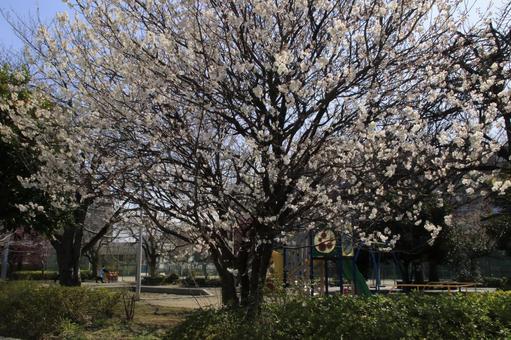 桜 白桜 桜 白桜の写真