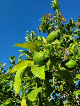 Photo, lemon, fruit, unfinished fruit, 