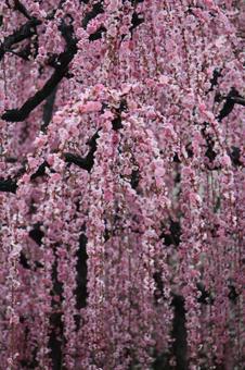 ウメの花 ウメの花の写真