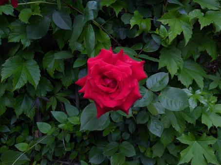 赤い薔薇 赤い薔薇の写真