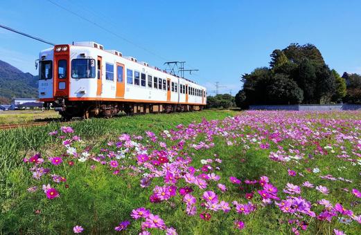 一畑電車と遅咲きのコスモス畑 コスモス畑,一畑電車,秋桜の写真素材