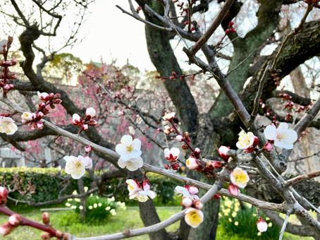 早春に咲く梅 早春に咲く梅 梅,ウメ,花の写真素材