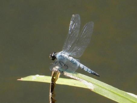 [Insect photo] White-tailed skimmer (male), JPG