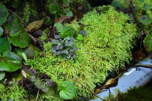 苔 苔の写真