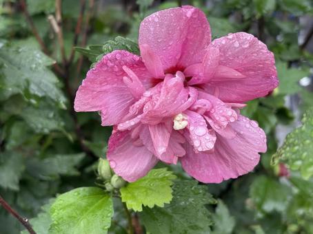 雨の日のムクゲ 雨の日のムクゲの写真