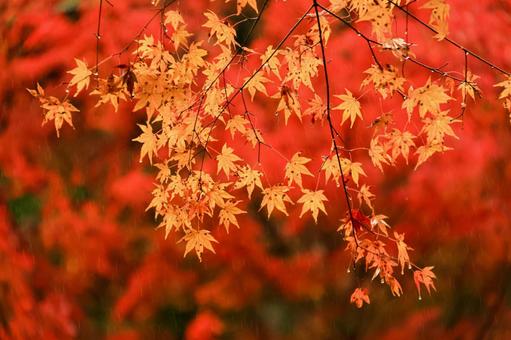 紅葉 紅葉,養老渓谷,筒森もみじ谷の写真素材