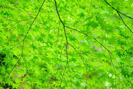 青モミジ 青モミジの写真